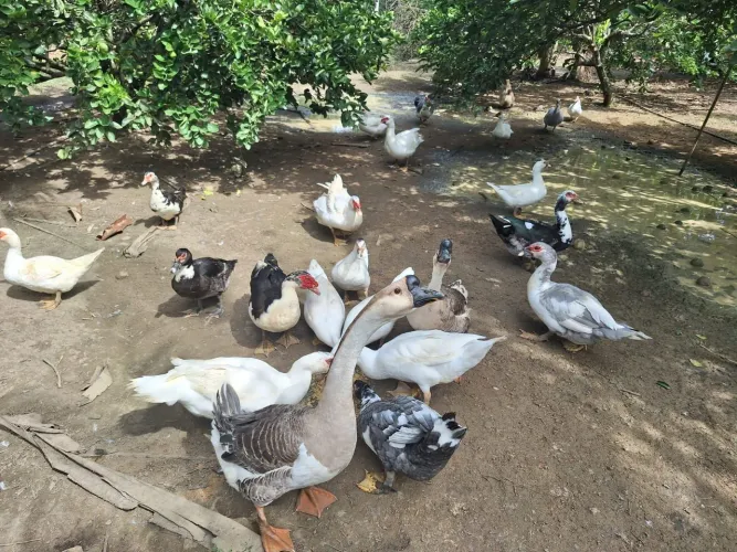 Patos Gigante Alemão 