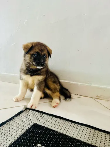 Vendo husky com akita 
