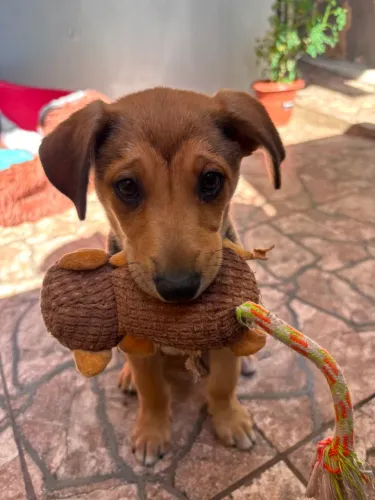 DOA-SE FILHOTE DE CACHORRA
