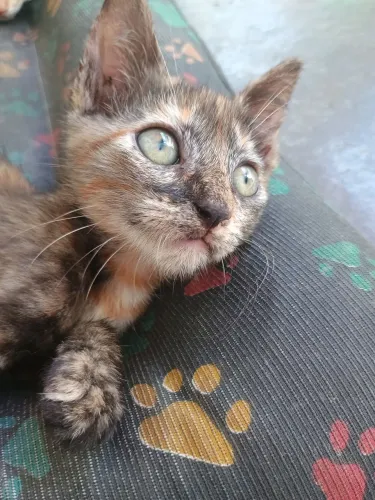 Gatinha Filhote Muito Dócil Para Adoção Responsável