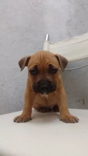 American Bully 