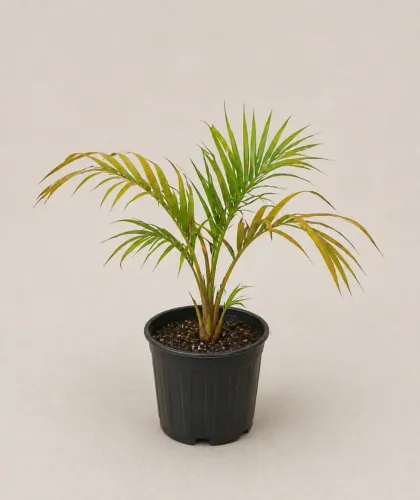 Muda de Palmeira Areca Bambivis