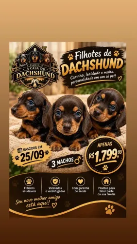 Filhotes de Dachshund ( Sasichinha) Choco than
