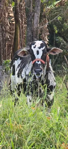 Tourinho Nelore Pintado