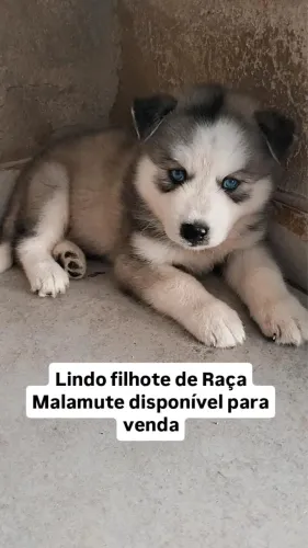 Cachorro malamute 
