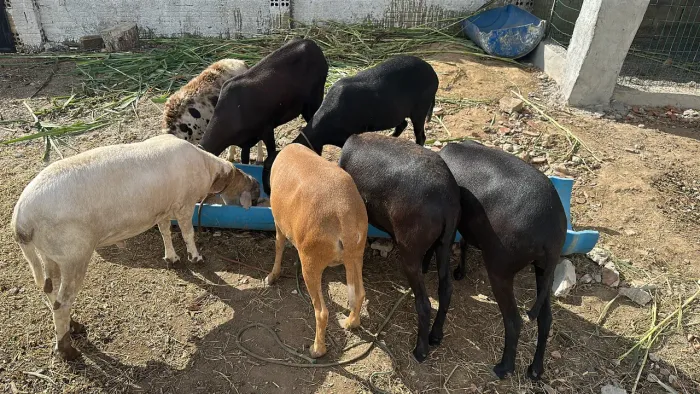Vendo Carneiro