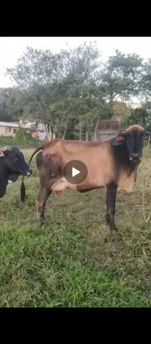 Vaca pra parir no começo de agosto, mansa de tudo