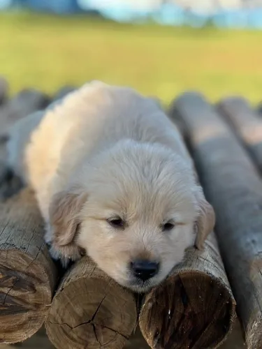 Golden retriever legítimo CBKC internacional