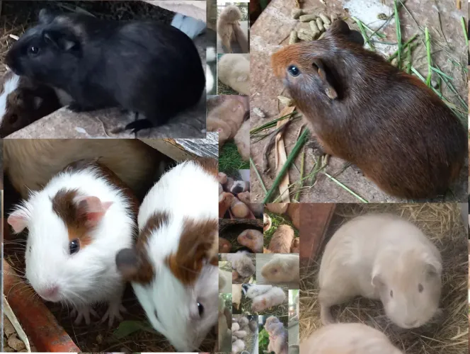 Porquinhos da Índia machos e fêmeas 