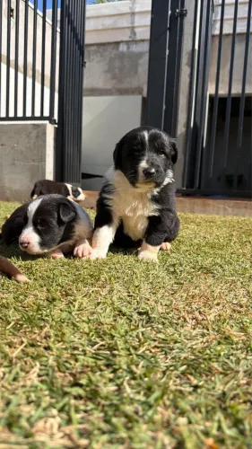 Filhotes border collie