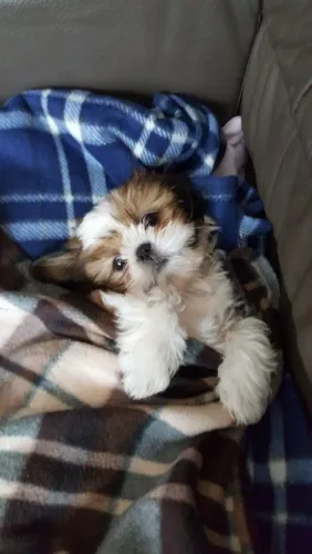 Shih Tzu Uma escolha para quem procura um cão diferenciado