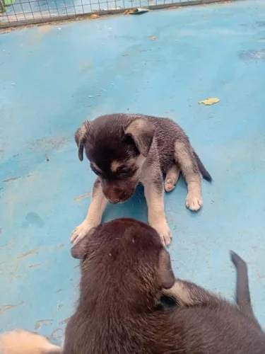 CÃEZINHOS JOGADOS FORA NUM SACO DE LIXO