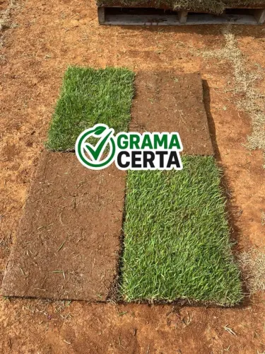 Grama Esmeralda