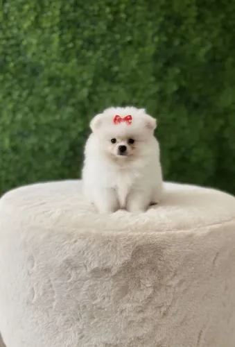 Spitz Alemão fêmea com valor especial! Garanta a sua!