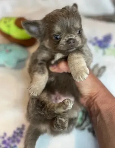 Filhotes de Chihuahua de pelo curto e pelo longo para quem tem bom gosto!
