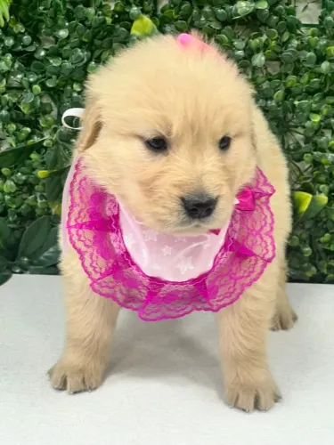 FILHOTE DE GOLDEN FOFO