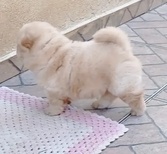 Chow Chow Filhotes de mais alto padrão da raça