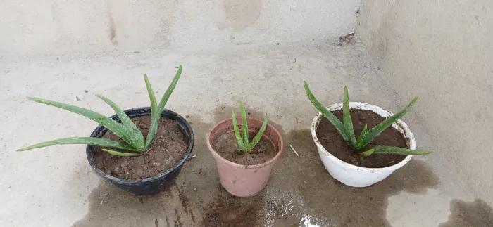 Vendo lindas mudas de babosa em piabetá magé!