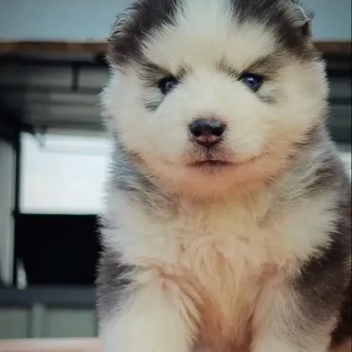 Filhotes de Husky Siberiano | Carinhosos e brincalhões.