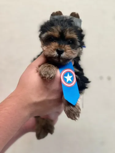 Yorkshire Terrier Filhotes Disponíveis - Pequenos e Saudáveis