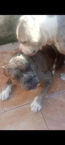 Casal de American Bully 