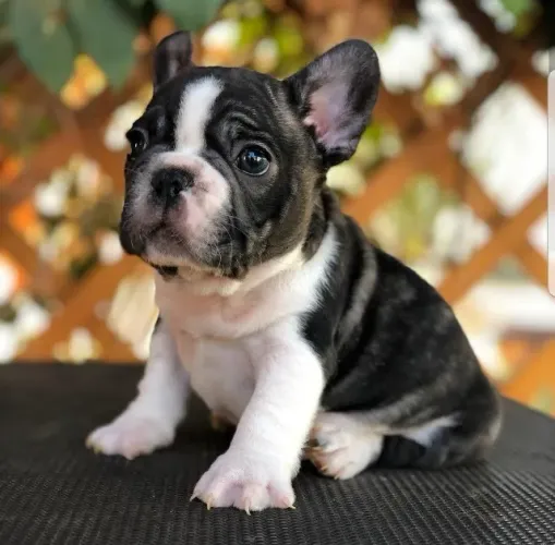 Bulldog Francês pirata, preto, creme, chame pelo what's *