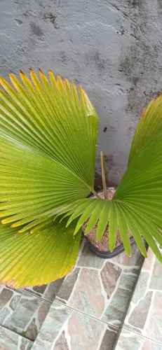 Palmeira alexia