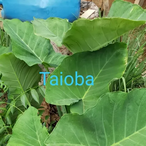Mudas de Taioba, 1 muda por R$ 25,00