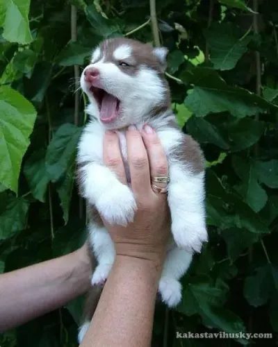 Filhote Husky Siberiano de boquinha aberta 