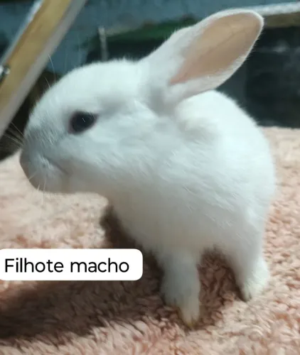 Vendo filhotes de coelhos..