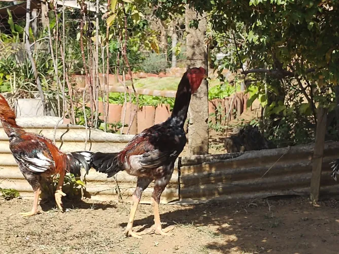FRANGOS ÍNDIO GIGANTE 