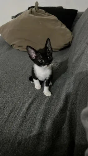 Gata com menos de 2 meses