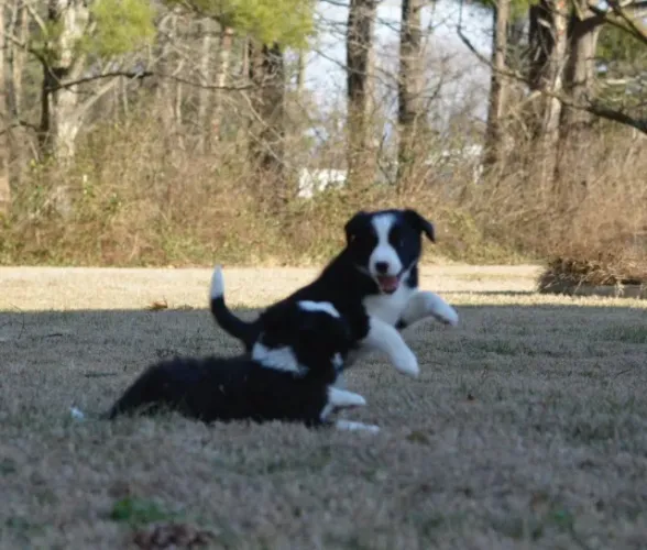 Filhotes de Border Collie | Patinhas cheias de diversão.