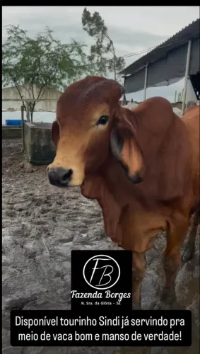 Garrote sindi 