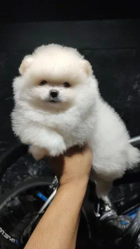 Lulu da Pomerânia fêmea 
