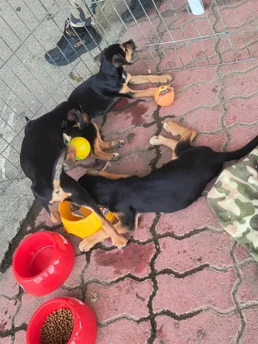 Filhotes p doação salsicha