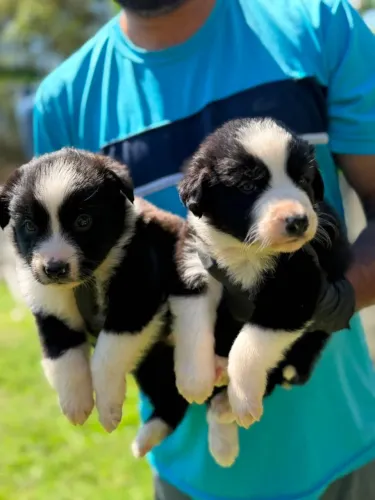 Border Collie | Leve hoje filhotes com carinho garantido