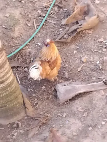 Galo sedosa