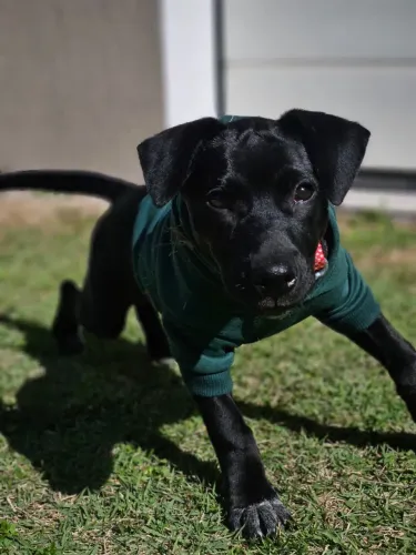 Cadela fêmea para doação. 6 meses 