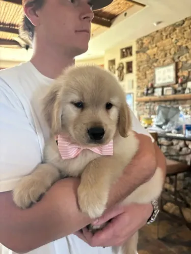 Golden Retriever Cachorrinho que merece atenção especial