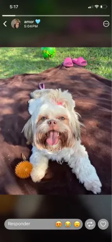 Vendo shitzu fêmea 11 meses