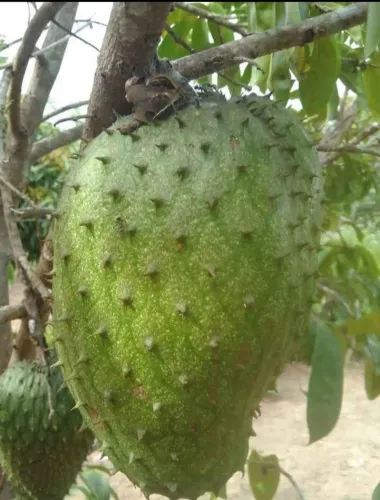 Vendo lote área verde 100mil