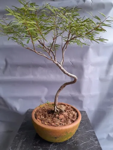 CALIANDRA ROSA