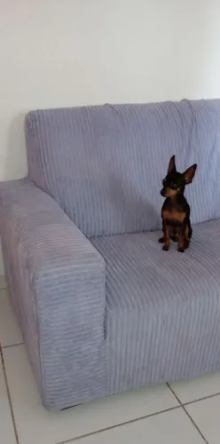 Pinscher 0 macho para cruzar / lagoa de roça 