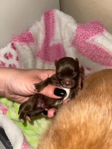 Chihuahuas pelo longo para reserva