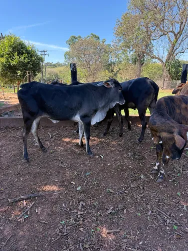Novilhas a venda
