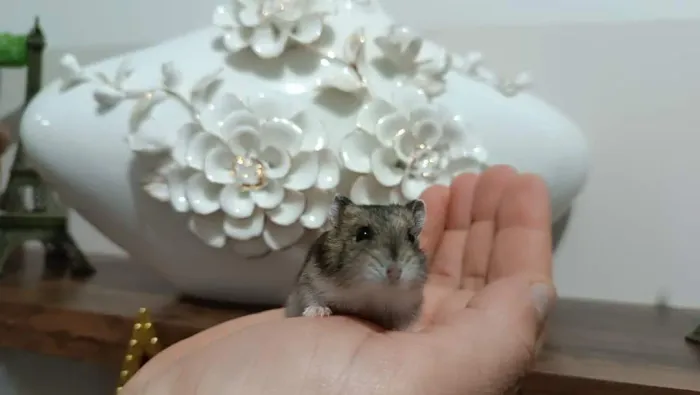 Hamster Anão russo