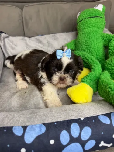 Shihtzu macho