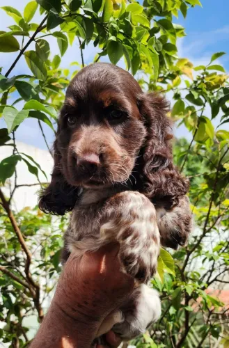 Maravilhosos Filhotes de Cocker Com Pedigree!!