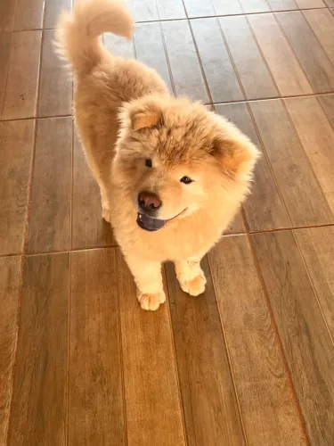 Chow chow macho